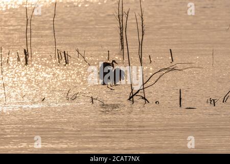 Silhouette eines Blauen Reihers, der seine Flügel flatternd, um zu verlangsamen, während er sich vorbereitet, in einem flachen Abschnitt eines Sees zu landen, goldene Stunden nach Sonnenaufgang. Stockfoto