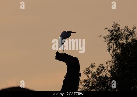 Silhouette des Profils eines Großreiher, der auf einem hohen Baumstumpf steht, während das warme Licht des Sonnenaufgangs einen warmen, goldenen Glanz in den Himmel wirft Stockfoto