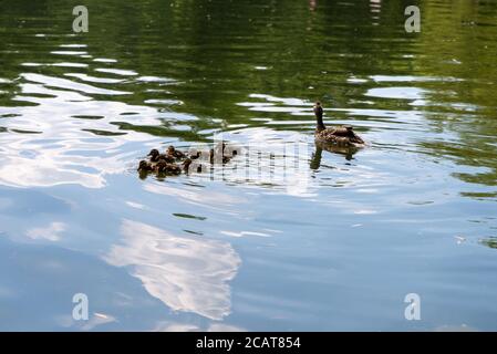 Ente mit kleinen Entenküken schwimmt auf dem Teich Stockfoto