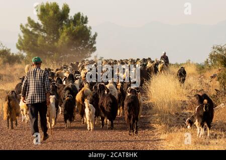 Eine Ziegenherde überquert die asphaltierte Straße in der Türkei Stockfoto