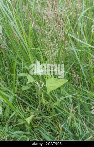 Laub von dem, was wahrscheinlich Spear-leaved orache, Hastate orache / Atriplex prostrata wächst in einem Teil salzmarsh Lebensraum. Die Blätter sind essbar gekocht. Stockfoto