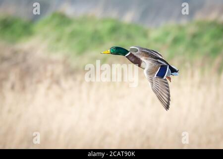 Männliche Mallard Ente im Flug kommen an Land Stockfoto