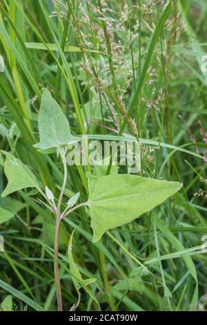 Laub von dem, was wahrscheinlich Spear-leaved orache, Hastate orache / Atriplex prostrata wächst in einem Teil salzmarsh Lebensraum. Die Blätter sind essbar gekocht. Stockfoto