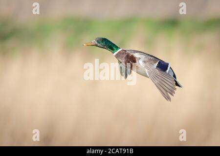 Männliche Mallard Ente im Flug kommen an Land Stockfoto