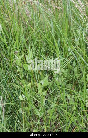 Laub von dem, was wahrscheinlich Spear-leaved orache, Hastate orache / Atriplex prostrata wächst in einem Teil salzmarsh Lebensraum. Die Blätter sind essbar gekocht. Stockfoto