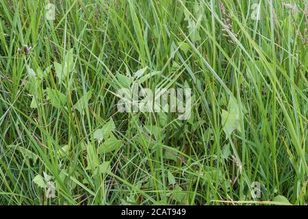 Laub von dem, was wahrscheinlich Spear-leaved orache, Hastate orache / Atriplex prostrata wächst in einem Teil salzmarsh Lebensraum. Die Blätter sind essbar gekocht. Stockfoto