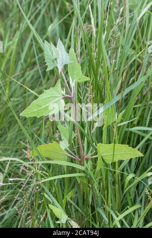 Laub von dem, was wahrscheinlich Spear-leaved orache, Hastate orache / Atriplex prostrata wächst in einem Teil salzmarsh Lebensraum. Die Blätter sind essbar gekocht. Stockfoto