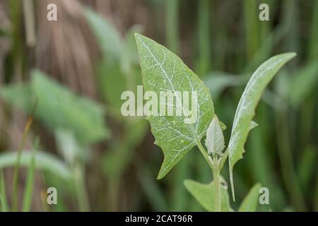 BlattNahaufnahme der wahrscheinlichen Speerblättriges, Hastate-Orache / Atriplex-Prostrata, die in einem Teil salzmarshaltigen Lebensraum wachsen. Die Blätter sind essbar gekocht Stockfoto