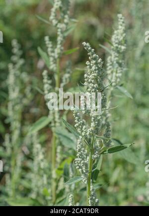 Nahaufnahme Fat-Hen / Chenopodium Album Flowerhead. Landwirtschaftliche Unkraut, das essbar ist & wurde einmal als Nahrung verwendet. Jetzt ein gezüfttes wildes Überlebensfutter Stockfoto