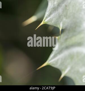 Große scharfe stachelige Stacheln der Cotton Thistle / Onopordum acanthium bei strahlendem Sonnenschein. Die wollige Abdeckung verleiht dem weißen Aussehen. Stockfoto