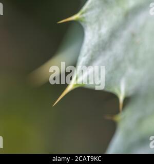 Große scharfe stachelige Stacheln der Cotton Thistle / Onopordum acanthium bei strahlendem Sonnenschein. Die wollige Abdeckung verleiht dem weißen Aussehen. Stockfoto