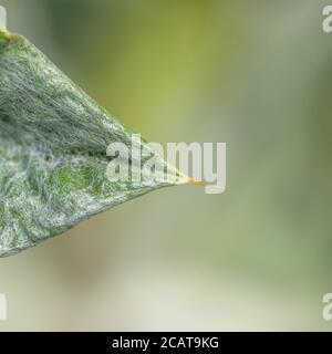 Große scharfe stachelige Wirbelsäule der Cotton Thistle / Onopordum acanthium bei strahlendem Sonnenschein. Die wollige Abdeckung verleiht dem weißen Aussehen. Stockfoto