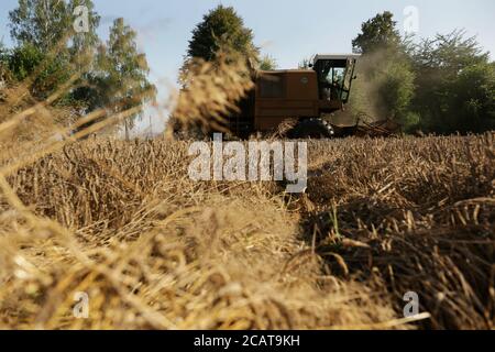 Wilamowice, Polen - 18. August 2020: Ernte in Südpolen Stockfoto