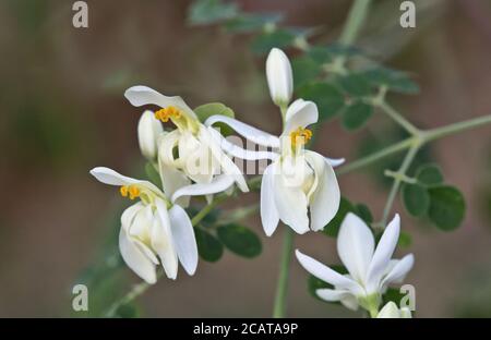 Blumen, Moringa 'Moringa oleifera' blühend, heimisch im tropischen & subtropischen Klima von Indien, Kalifornien Stockfoto