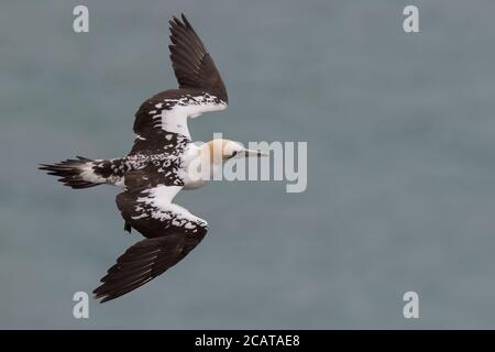 Nördliche Gannet im Flug, Shetland, Unst, Hermaness, Großbritannien Stockfoto