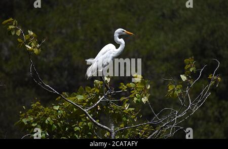 Ein großer Reiher (Ardea alba), der in einem Baum in der Mitte des Pinto Lake in Kalifornien thront. Stockfoto