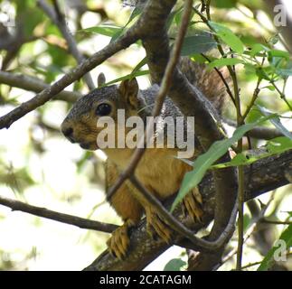 Ein Ostfuchshörnchen (Sciurus niger) versteckt sich in den Bäumen nahe Pinto Lake, in Watsonville, Kalifornien Stockfoto