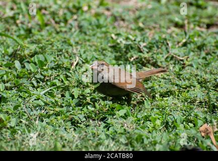 Kleiner juveniler oder junger brauner und olivfarbener Barbados-Bullfinch oder Loxigilla barbadensis, der allein auf dem Boden auf einem Feld von verschwommenem Gras sitzt. Stockfoto