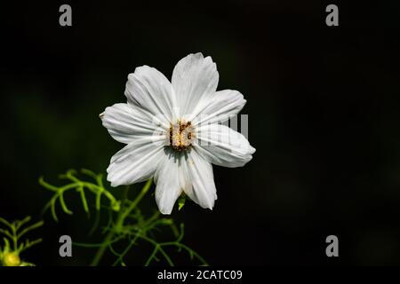Weiß cosmos Blumen im Garten Stockfoto