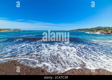 Algen in Piccolo Pevero Strand, Sardinien Stockfoto