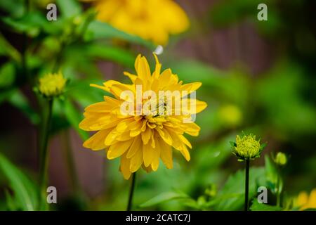 Gelbe Dahlie Blumen im Garten Stockfoto