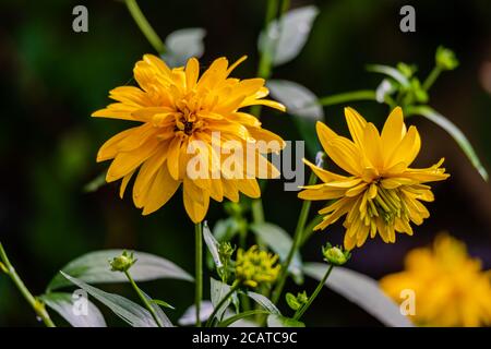 Gelbe Dahlie Blumen im Garten Stockfoto