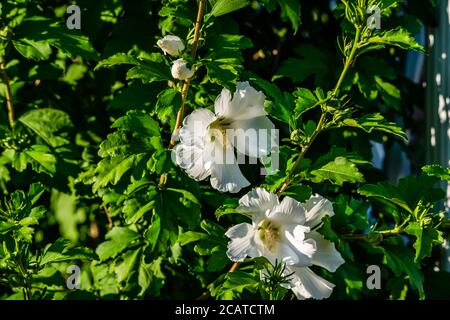 Hibiskus Blumen im Garten Stockfoto