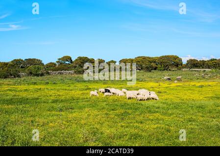 Kleine Herde Schafe in einem grünen und gelben Feld in Sardinien, Italien Stockfoto