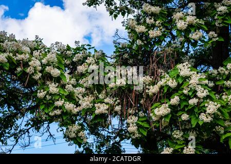 Nördliche catalpa im Stadtpark Stockfoto