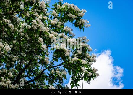 Nördliche catalpa im Stadtpark Stockfoto