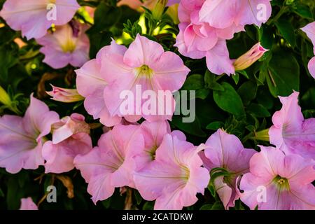 Petunien Blumen im Garten Stockfoto