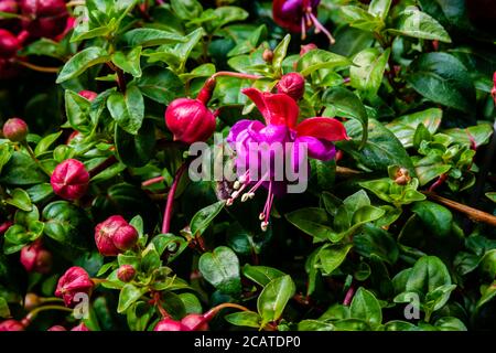 Fuchsia blüht im Garten Stockfoto