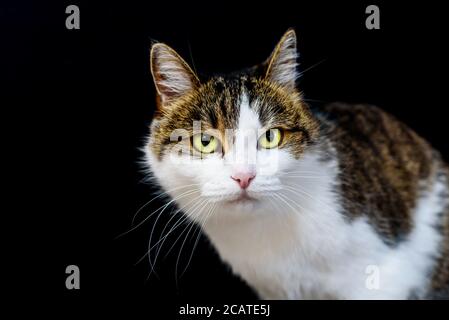 Porträt einer gestromten Katze mit bernsteinfarbenen Augen, die in die Kamera schauen Auf isoliertem schwarzem Hintergrund Stockfoto