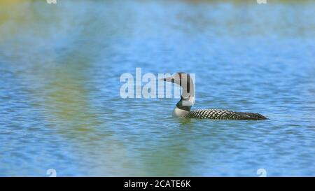 Gemeinsame Loon Schwimmen im blauen Teich oder See Stockfoto