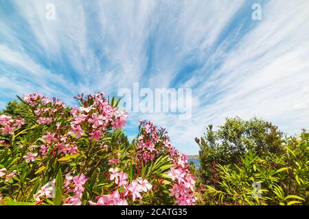 Rosa Oleander unter blauem Himmel auf Sardinien Stockfoto