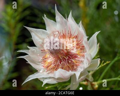 Makro der Blütenblume Serruria florida mit winzigen Tauwassertropfen Stockfoto