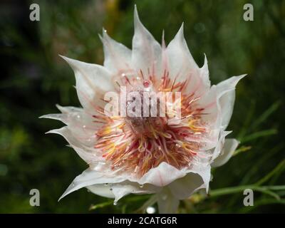 Makro der Blushing Bride Blume Serruria florida mit winzigen taufrischen Wassertropfen, spitzen cremeweißen Brammen und rosa Pelzröschen in der Mitte Stockfoto