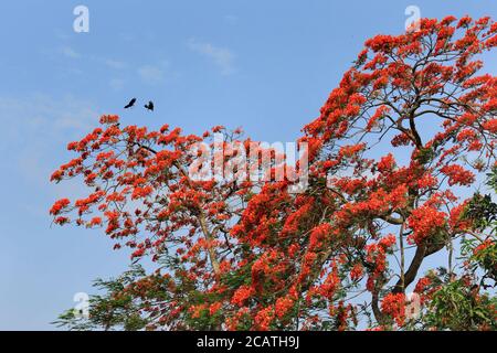 Pfauenblumen, Sommerblume in der Sommersaison blüht Krishnachura Delonix Regia. Poinciana Baum in Dhaka, Bangladesch. Stockfoto