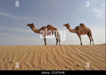 Arabian zwei Kamele stehen in einer Reihe, Jaisalmer, Rajasthan, Indien, High Resolution Stock Photography. Stockfoto