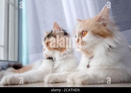 2 Perserkatzen liegen im Zimmer und sehen etwas aus Stockfoto