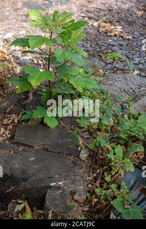 Neues Wachstum verzweigt aus einem alten gefällten Baumstamm Stockfoto
