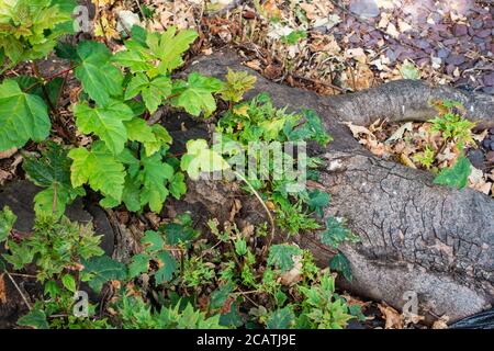 Neues Wachstum verzweigt aus einem alten gefällten Baumstamm Stockfoto