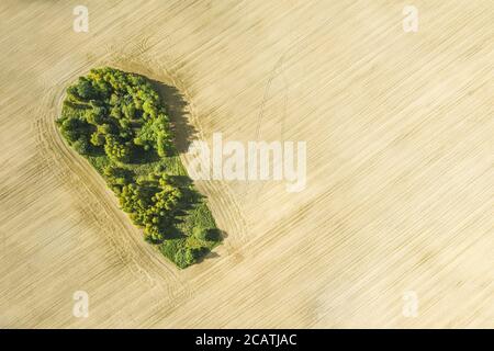 Ländliche sonnige Landschaft mit Bäumen wächst in der Mitte des gepflügten Feld. Luftaufnahme von oben von fliegenden Drohne Stockfoto