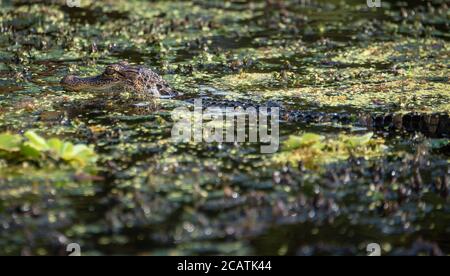 Juvenile American Alligator (Alligator mississippiensis), eine gemeinsame Sehenswürdigkeit für Kajakfahrer und Paddler auf dem Guana River in Ponte Vedra Beach, FL. Stockfoto