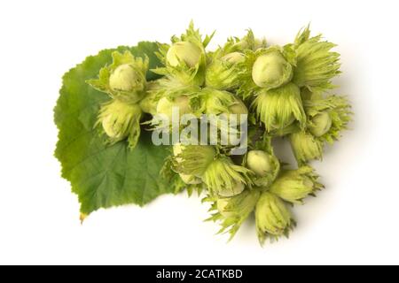 Wilde Haselnüsse Nahaufnahme isoliert auf weißem Hintergrund Stockfoto