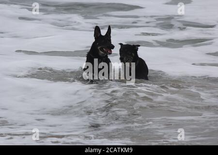 Hunde im Wasser limantour Strand Stockfoto