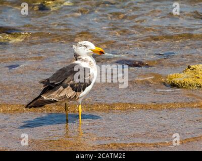 Pacific Gull (Larus pacificus), Victoria Australien. Die größte Möwe Australiens, die Pazifische Möwe, kommt nur an den Küsten Südaustraliens vor. Stockfoto