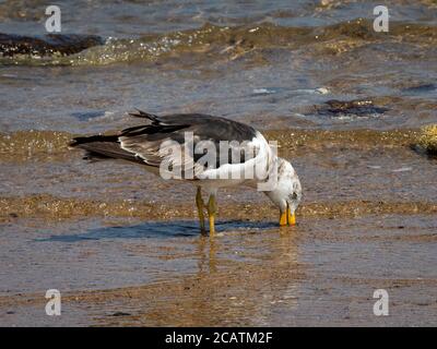 Pacific Gull (Larus pacificus), Victoria Australien. Die größte Möwe Australiens, die Pazifische Möwe, kommt nur an den Küsten Südaustraliens vor. Stockfoto