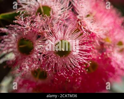 Rosafarbenes blühendes Gummi. Einheimischer australischer Eukalyptusbaum. Stockfoto