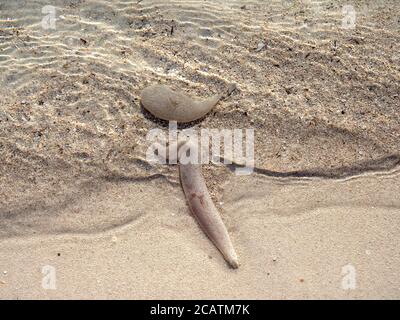 Seewürmer-Rohre oder -Koffer schwimmen im kristallklaren Wasser von Thomson Bay, Rottnest Island, Westaustralien Stockfoto